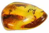 Several Fossil Ants (Formicidae) In Baltic Amber #84601-3